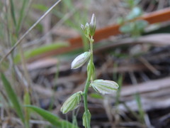 Polygala monspeliaca