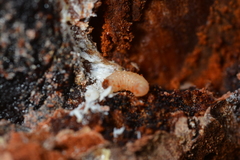 Dendroctonus micans
