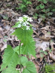 Alliaria petiolata