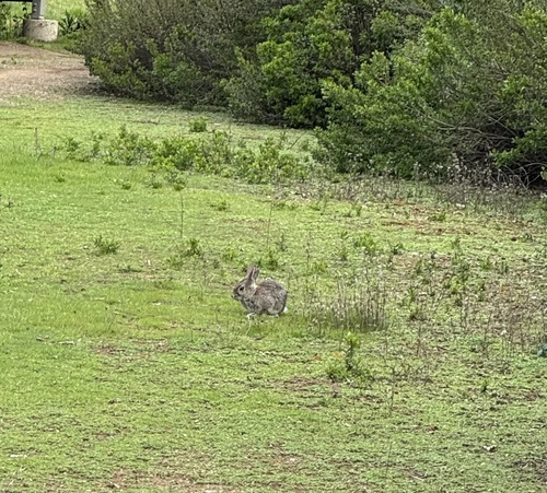 iNaturalist observation photo of Desert Cottontail