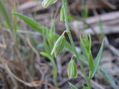 Polygala monspeliaca