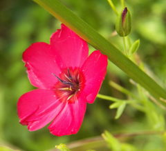 Linum grandiflorum