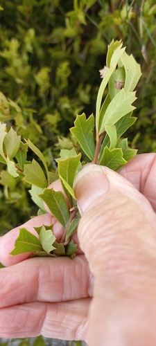 Image of Searsia cuneifolia by (c) Adele SL, some rights reserved (CC BY)