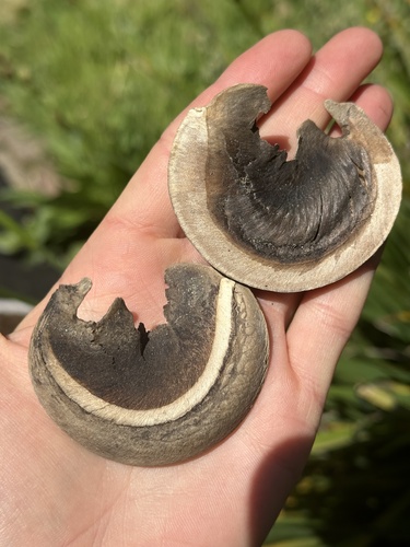 Hura polyandra (Hura polyandra)