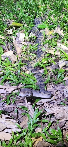 Australian Scrub Python sighting