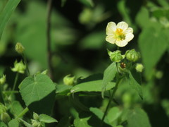 Abutilon viscosum