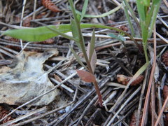 Polygala monspeliaca