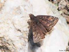 Erynnis juvenalis
