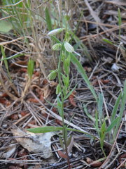 Polygala monspeliaca