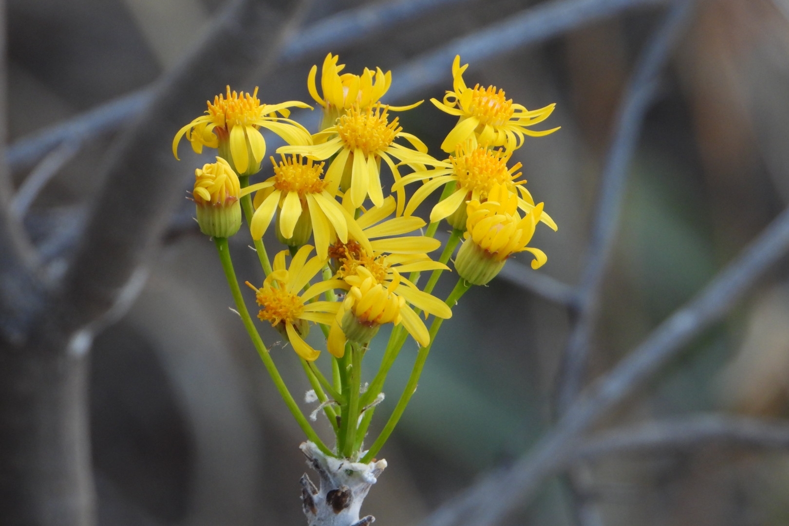 Pittocaulon filare