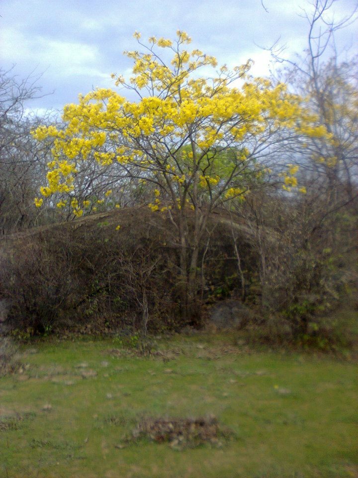 Handroanthus serratifolius