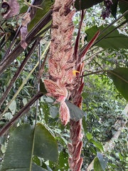 Heliconia vellerigera image