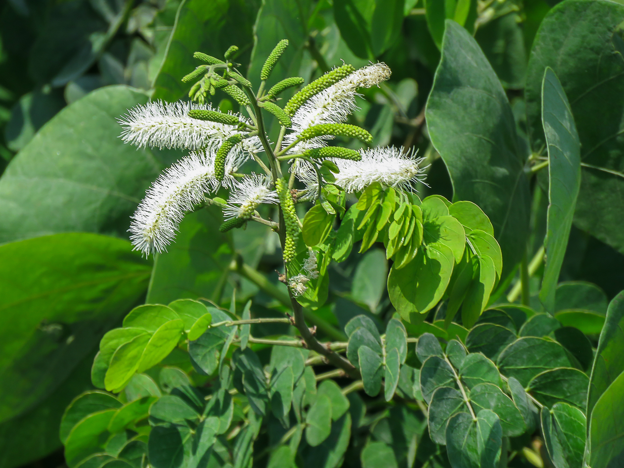 Mimosa caesalpiniifolia