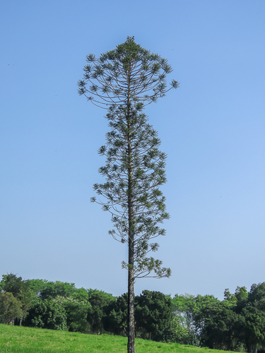 Araucaria bidwillii