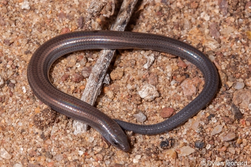 Fitzsimons’ Dwarf Burrowing Skink, Scelotes fitzsimonsi