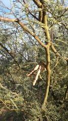 Prosopis flexuosa