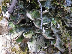 Peltigera britannica