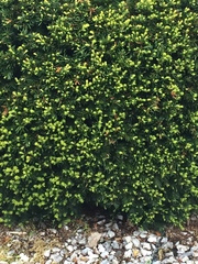 Buxus sempervirens
