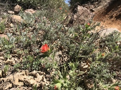 Castilleja martini martini