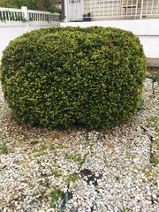Buxus sempervirens