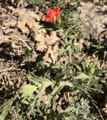 Castilleja martini martini