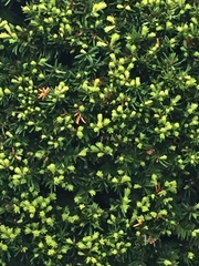 Buxus sempervirens