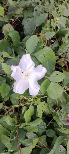 Amole (Ipomoea alba)