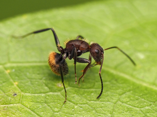 Camponotus auricomus lucianusCamponotus auricomus lucianus