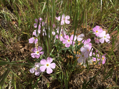 Phlox longifolia