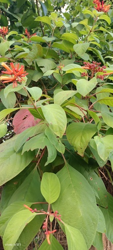 Firebush (Hamelia patens)