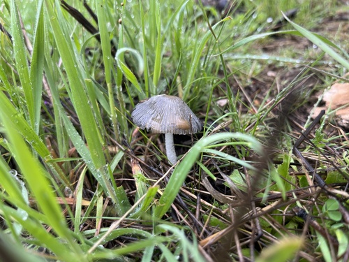 iNaturalist observation photo of Mushrooms, Bracket Fungi, Puffballs, and Allies