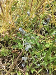 Myosotis stricta