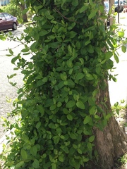 Lonicera