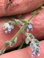 Myosotis stricta