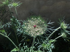 Daucus carota