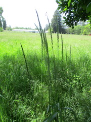 Elymus glaucus glaucus