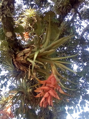 Tillandsia violacea