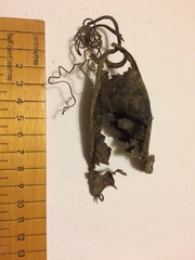 Scyliorhinus stellaris