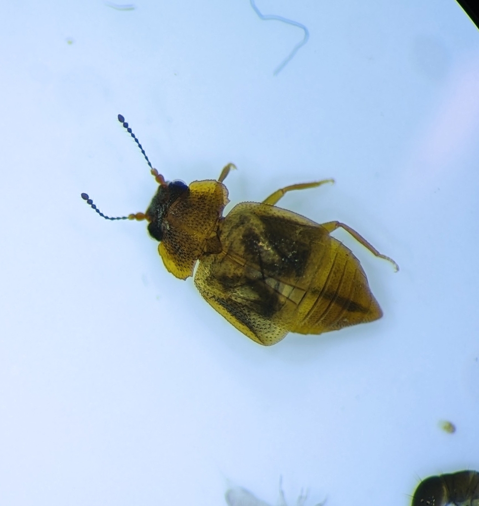 Rove Beetles from Lacey, WA 98513, USA on March 29, 2024 at 09:30 AM by ...