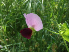 Pisum sativum