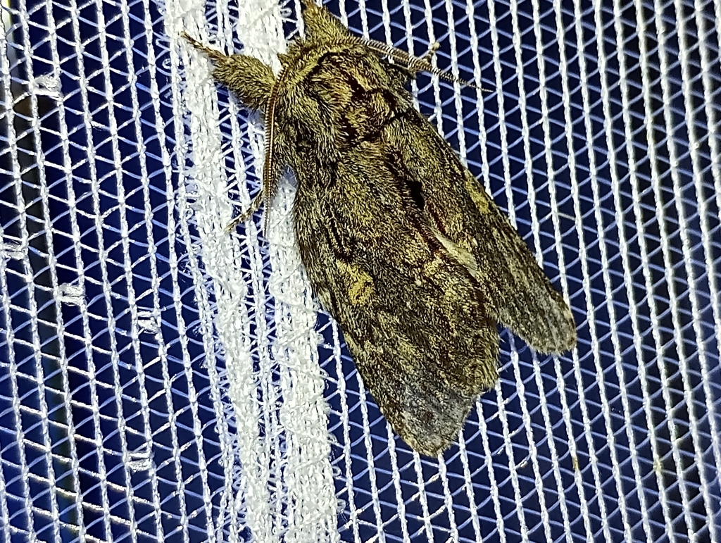 Great Prominent