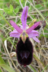 Ophrys bertolonii