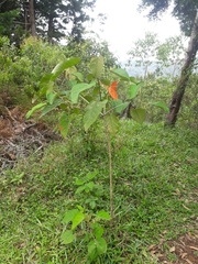 Croton magdalenensis