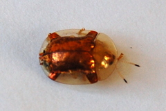 Aspidimorpha