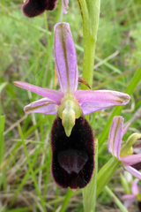 Ophrys bertolonii