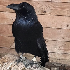 Corvus corax