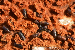 Orthotomicus laricis