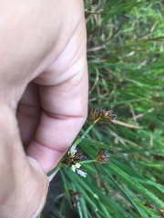 Juncus phaeocephalus