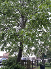 Tilia