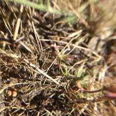 Trifolium gracilentum